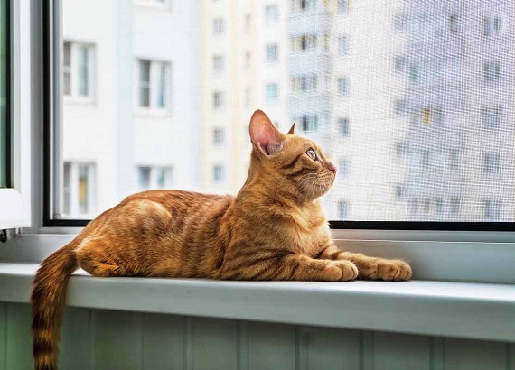Kedi Pencere Sinekliği